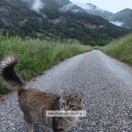 Photo 1/1 Chamsou Chat lost in Valence