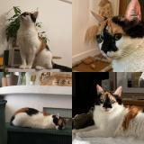 Picture of cat lost at Toulon