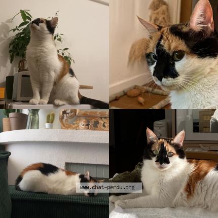 Photo 1/1 Motoko ou Koko Chat lost in Toulon