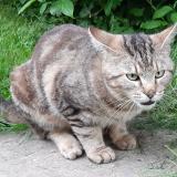 Picture of cat lost at Iville