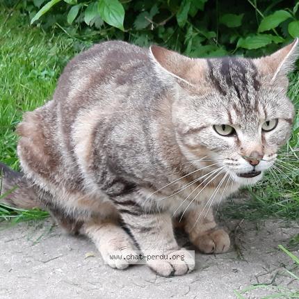 Photo 1/1 YUK Chat lost in Iville