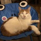 Picture of cat lost at Mormoiron