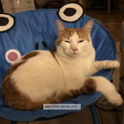 Photo 1/1 Owen Chat lost in Mormoiron