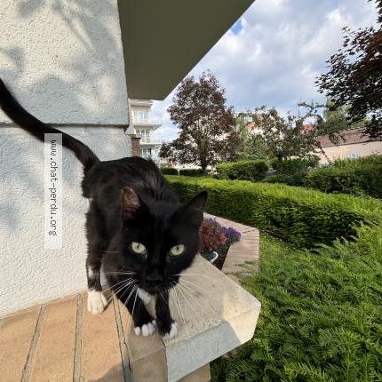 Photo 1/1 Cat reunited Found in Saint andre lez lille