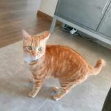 Picture of cat lost at Puy Saint Martin