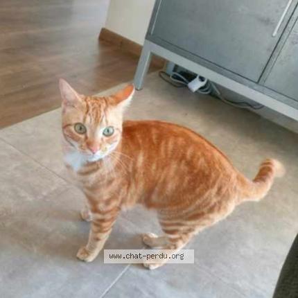 Photo 1/1 Cat reunited Lost in Puy saint martin
