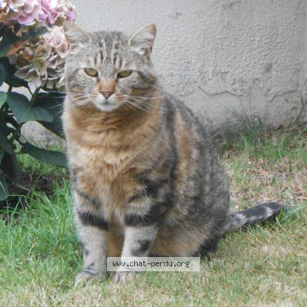 Photo 1/1 MAO Chat lost in Pont l eveque