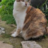 Picture of cat lost at Nonette