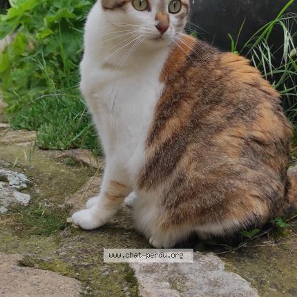 Photo 1/1 Chipie Chat lost in Nonette