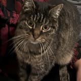 Picture of cat lost at Bordeaux