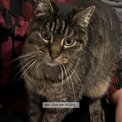 Photo 1/1 Cat reunited Lost in Bordeaux