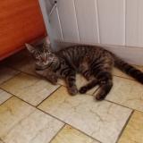 Picture of cat lost at Saint Mexant