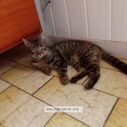 Photo 1/1 Myrtille Chat lost in Saint mexant