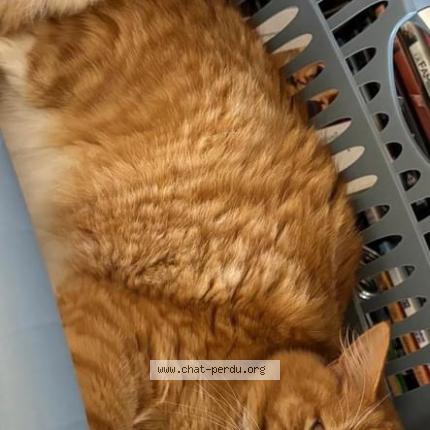 Foto 1/1 Kat teruggevonden Vermist in Ecaussinnes