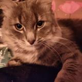 Picture of cat lost at La Chapelle Saint Laud