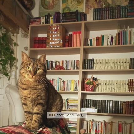 Photo 1/1 Romi Chat lost in La destrousse