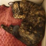 Picture of cat lost at Montpon Menesterol