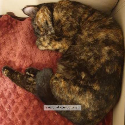 Photo 1/1 Ruby Chat lost in Montpon menesterol