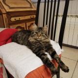 Picture of cat lost at Mallemoisson