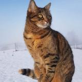 Picture of cat lost at Cormaranche En Bugey