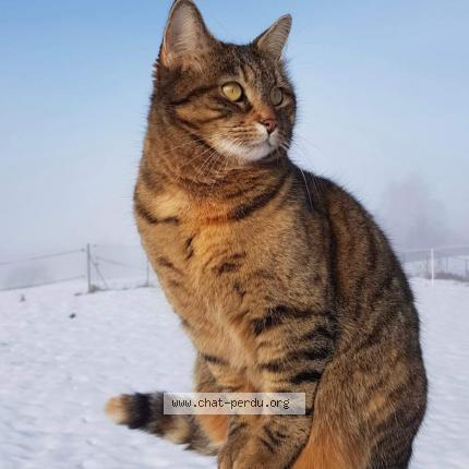 Photo 1/1 NINA Chat lost in Cormaranche en bugey