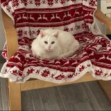 Picture of cat lost at Ruelle Sur Touvre