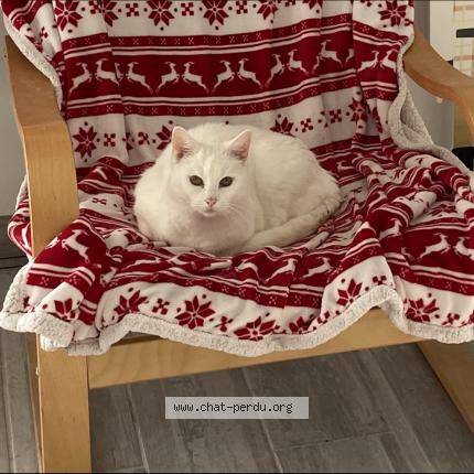 Photo 1/1 Câline Chat lost in Ruelle sur touvre