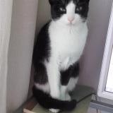 Picture of cat lost at Les Aldudes