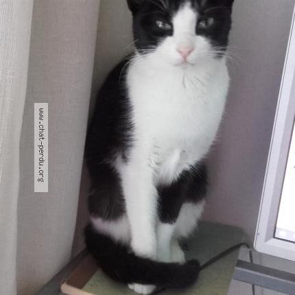 Photo 1/1 La Puce Chat lost in Les aldudes