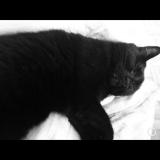 Picture of cat lost at Saint Leonard