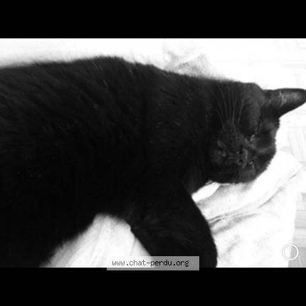 Photo 1/1 Lyly Chat lost in Saint leonard