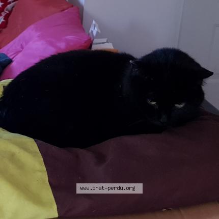 Photo 1/1 Cat reunited Lost in Garancieres