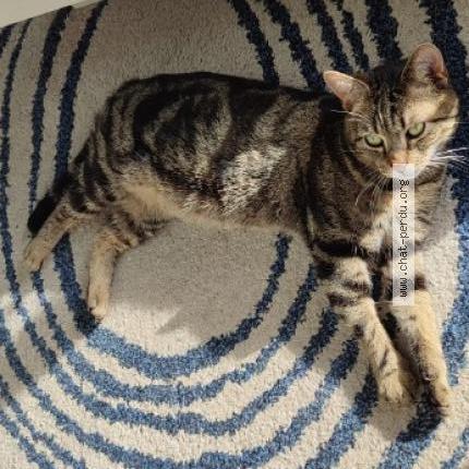 Photo 1/1 Koru Chat lost in Somain