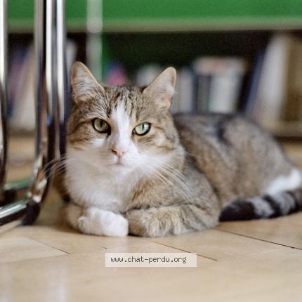 Foto 1/1 Wiedergefundene Katze Verloren in Zurich