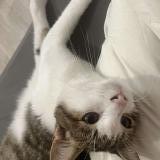 Picture of cat lost at Vierzon