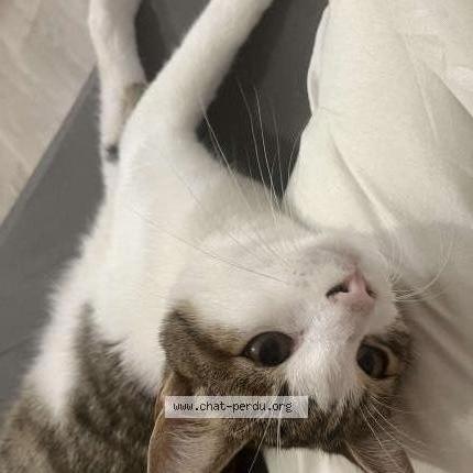 Photo 1/3 Muezza Chat lost in Vierzon