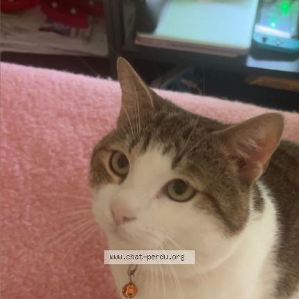 Photo 2/3 Muezza Chat lost in Vierzon