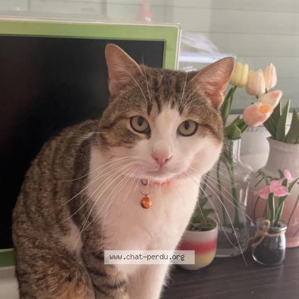 Photo 3/3 Muezza Chat lost in Vierzon