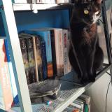 Picture of cat lost at Audenge