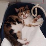 Picture of cat lost at Cordebugle