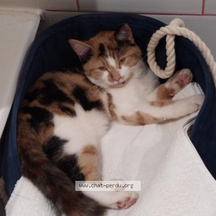 Photo 1/1 Kiki Chat lost in Cordebugle