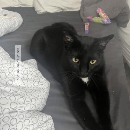 Foto 1/1 Kat teruggevonden Vermist in Vilvoorde