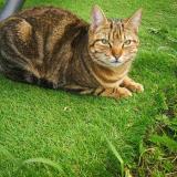 Picture of cat lost at Nezignan L Eveque