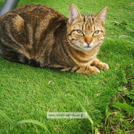 Photo 1/1 Unaï Chat lost in Nezignan l eveque