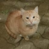 Picture of cat found at Argenteuil
