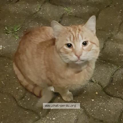 Photo 1/1 Found cat Found in Argenteuil