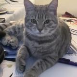 Picture of cat lost at Ludes