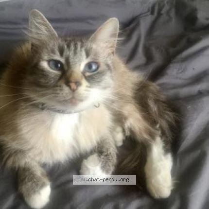 Foto 1/1 Kat teruggevonden Vermist in Braine L Alleud