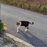 Picture of cat lost at Saint Martin Du Manoir