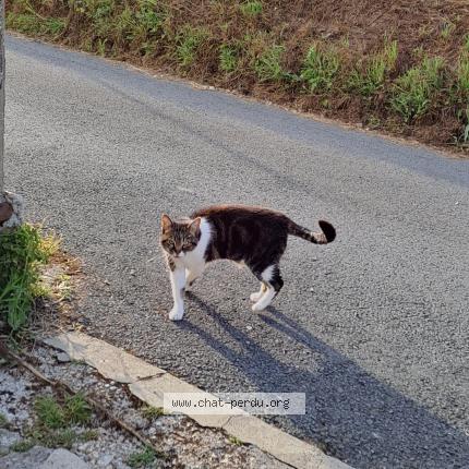 Photo 1/1 Kat Chat lost in Saint martin du manoir
